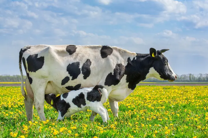 what-is-the-value-of-a-pregnant-cow-the-importance-of-reproductive